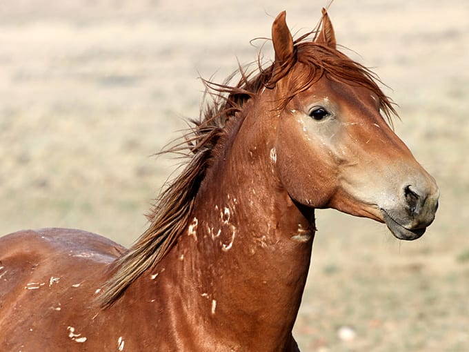 Wild Horses in Nevada